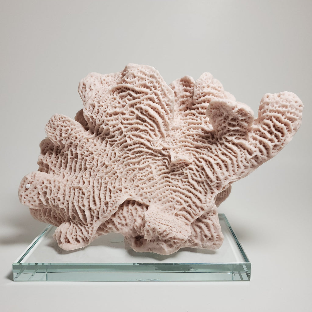 Blush pink coral decorative accent for coastal home décor back view