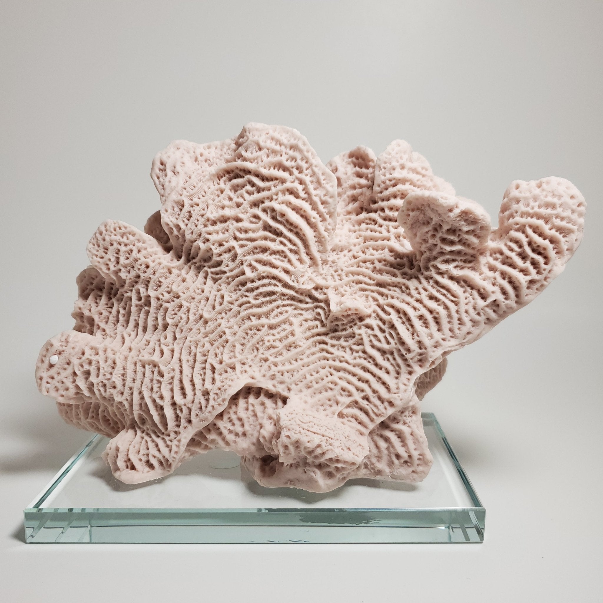 Blush pink coral decorative accent for coastal home décor back view